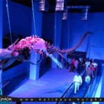 جراند اكواريوم2