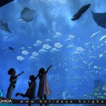 جراند اكواريوم الغردقة المذهل ومشاهدة اسماك القرش عن قرب