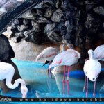 جراند اكواريوم الغردقة 2