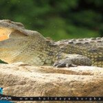 رحلة الجراند اكواريوم في الغردقة