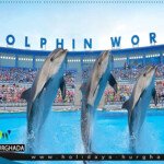 عرض الدولفين شو في الغردقة