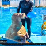 الغردقة دولفين شو مكادى باي