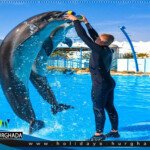 عروض الدولفين المذهلة مكادي باي الغردقة