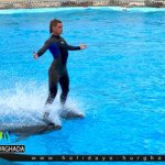 اسعار عرض الدولفين في الغردقة