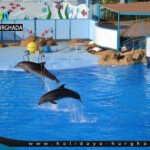 عروض الدولفين احجز الان مع موقع رحلات الغردقة