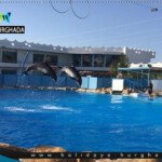 الدولفين شو رحلات الغردقة