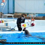 حجز عروض الدولفين رحلات الغردقة