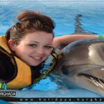 swimming with dolphin hurghada dolphin show