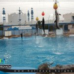 اسعار دولفين شو الغردقة