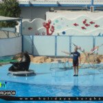 حجز عروض الدولفين فى الغردقة