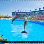 سعر رحلة الدولفين شو فى الغردقة