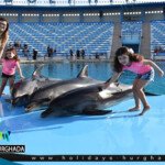عروض الدولفين المذهلة في مدينة الغردقة