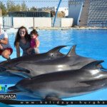 dolphin show trip prices