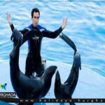 عروض الدولفين فى الغردقة