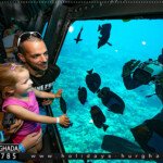 اسعار حجز غواصة بانوراما الغردقة