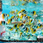 سباحة وسنوركل جزيرة اورانج