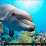 رحلة دولفين الغردقة