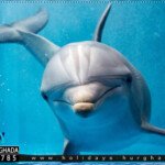 بيت الدولفين فى الغردقة