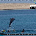 رحلة دولفين هاوس البحرية