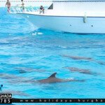 رحلة بيت الدولفين فى الغردقة