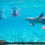 رحلة بيت الدولفين