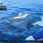 دولفين هاوس الغردقة