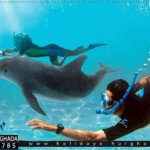 دولفين هاوس اجمل رحلات الغردقة