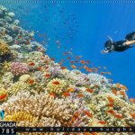 رحلة سنوركل الغردقة