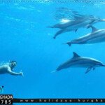 الرحلة المذهلة دولفين هاوس الغردقة