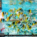 رحلات سنوركل الغردقة