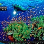 رحلة الدايفينج الغردقة