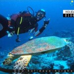 diving hurghada redsea