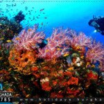 hurghada diving trip price