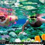 سنوركل جزيرة برادايس الغردقة