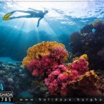 السباحة فى جزيرة برادايس الغردقة